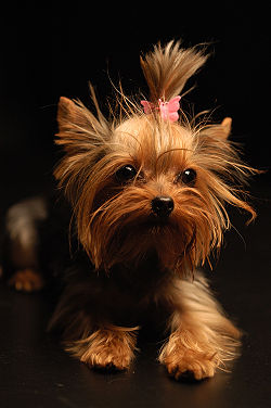 250px-Yorkshire_Terrier_Apple